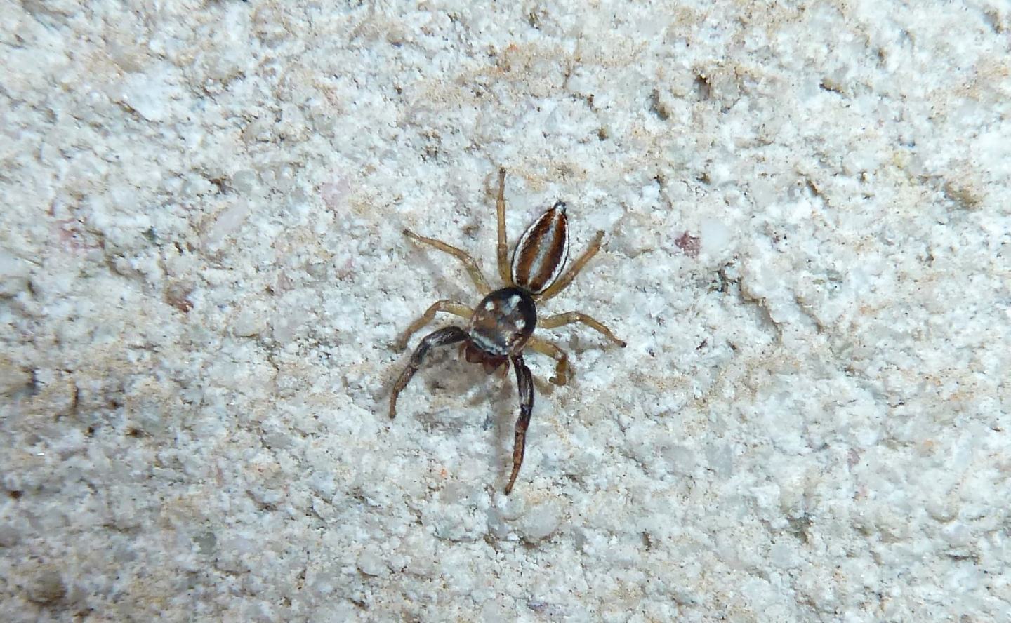 Salticidae:  Icius sp. (cfr. hamatus?)  - Cassano Magnago (VA)
