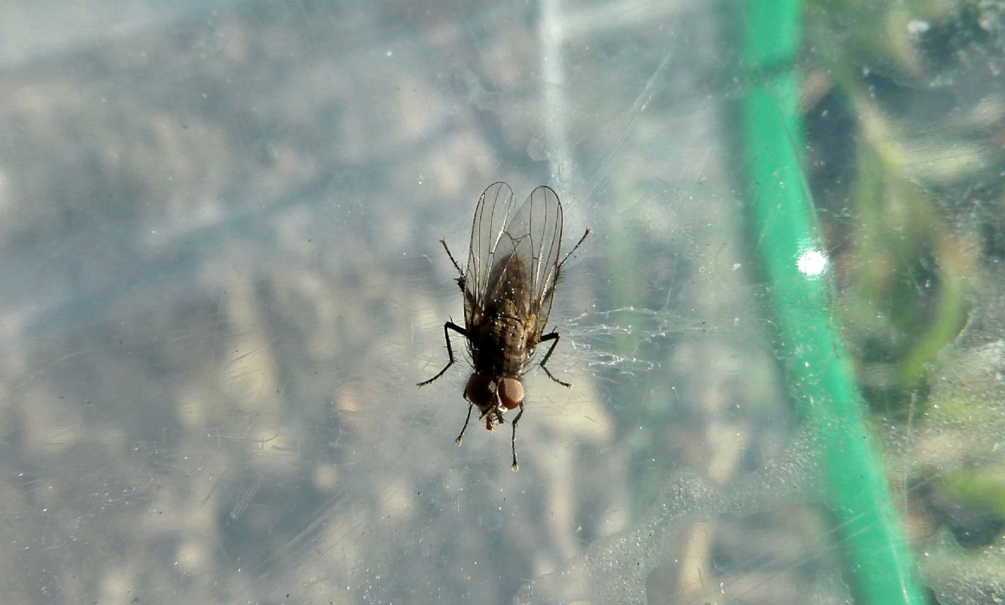 Dittero da identificare:   Anthomyiidae, maschio