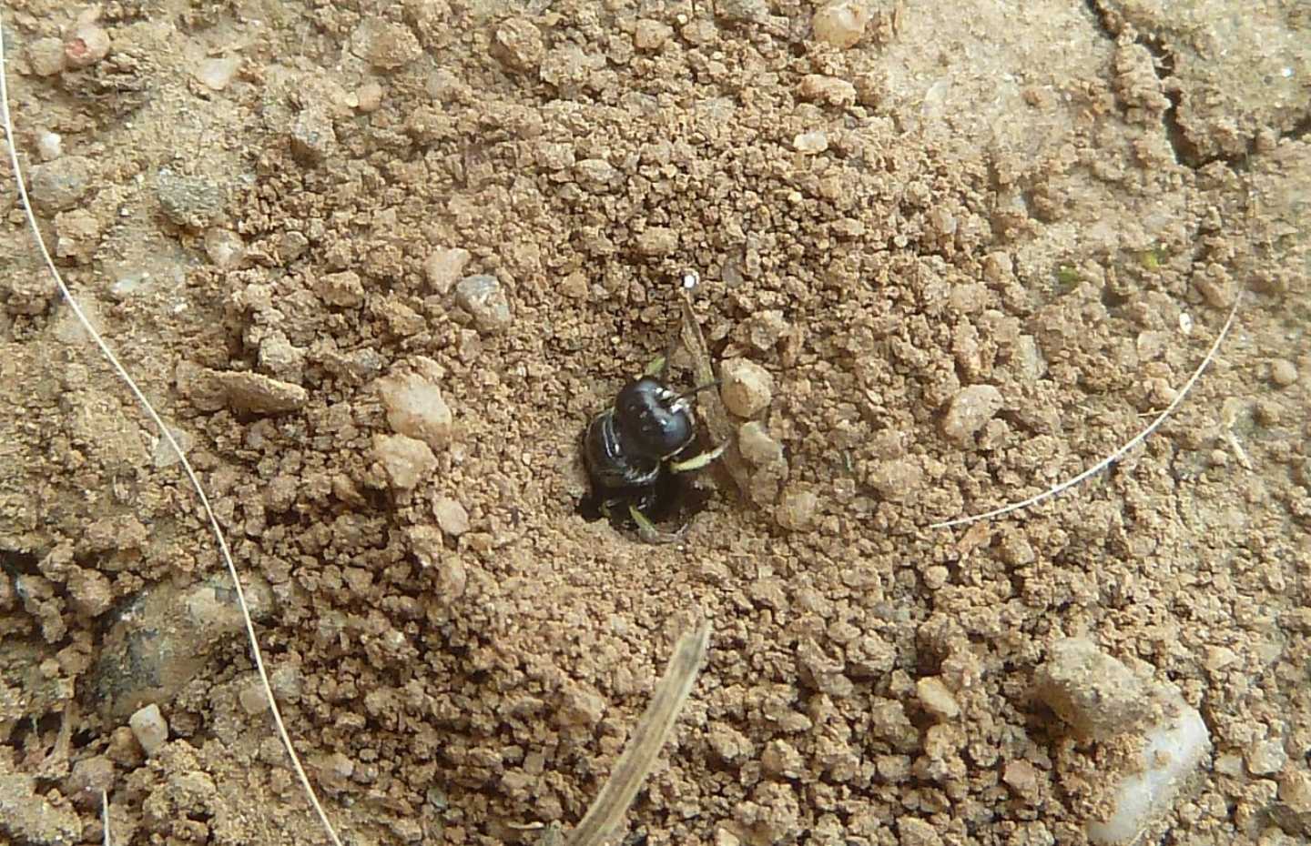 Identificazione e domanda etologica - Crabronidae