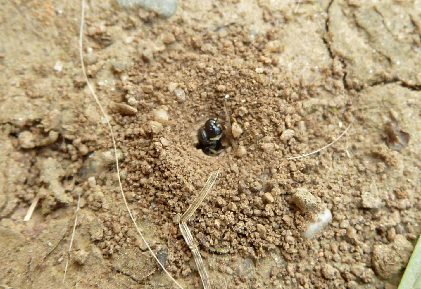 Identificazione e domanda etologica - Crabronidae