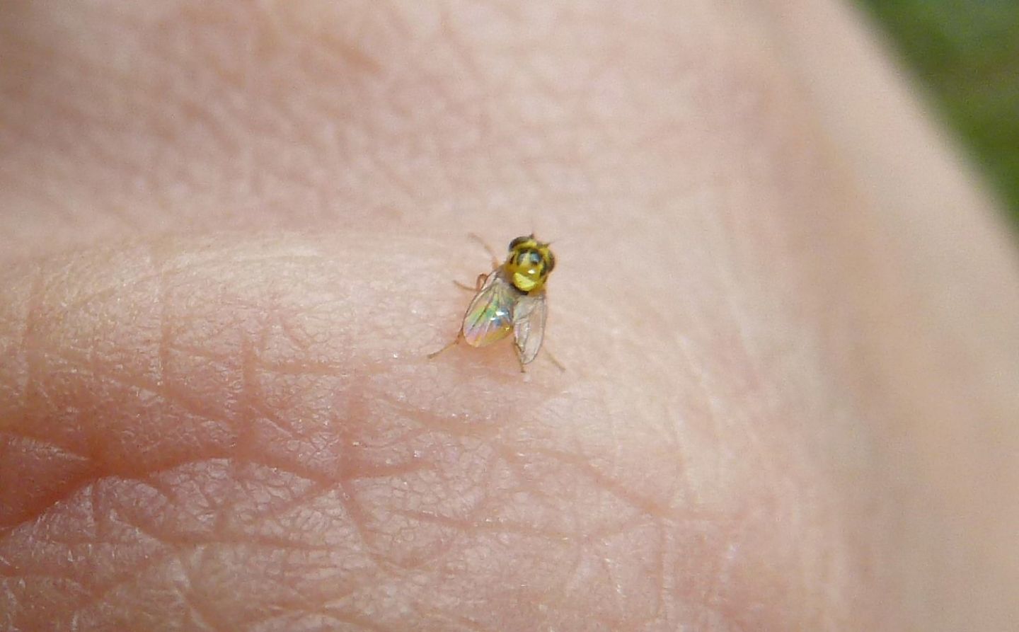 Minuscolo e giallo da identificare: Chloropidae