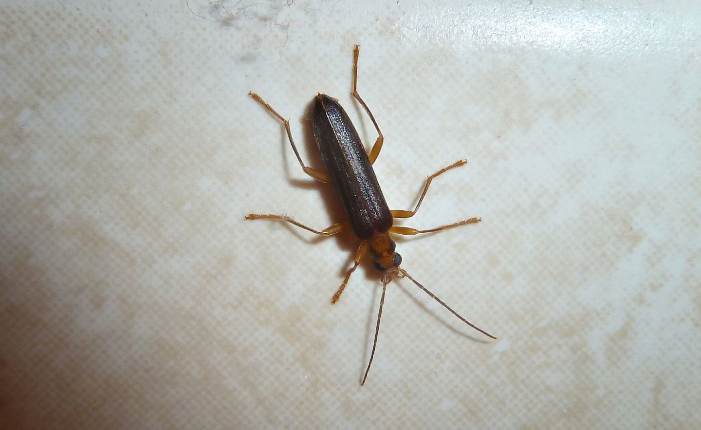 Ospite notturno: Nacerdes (Xanthochroa) carniolica carniolica, Oedemeridae