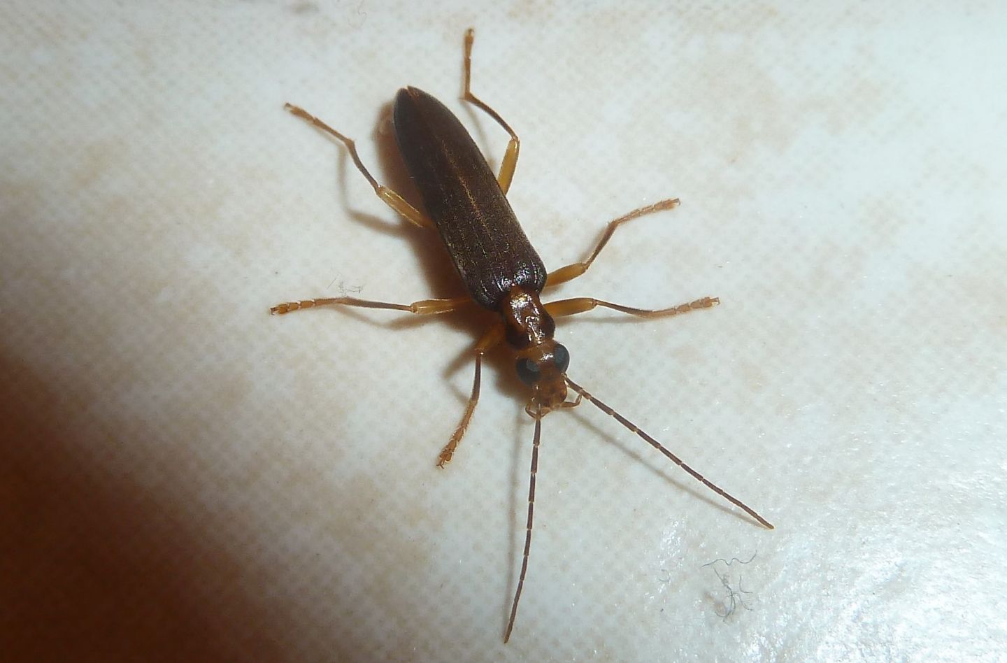 Ospite notturno: Nacerdes (Xanthochroa) carniolica carniolica, Oedemeridae