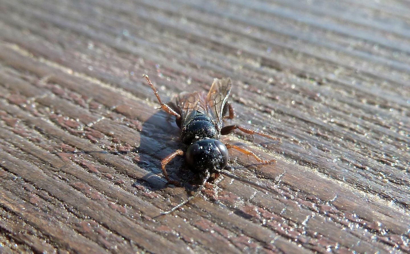 Astata sp., Crabronidae