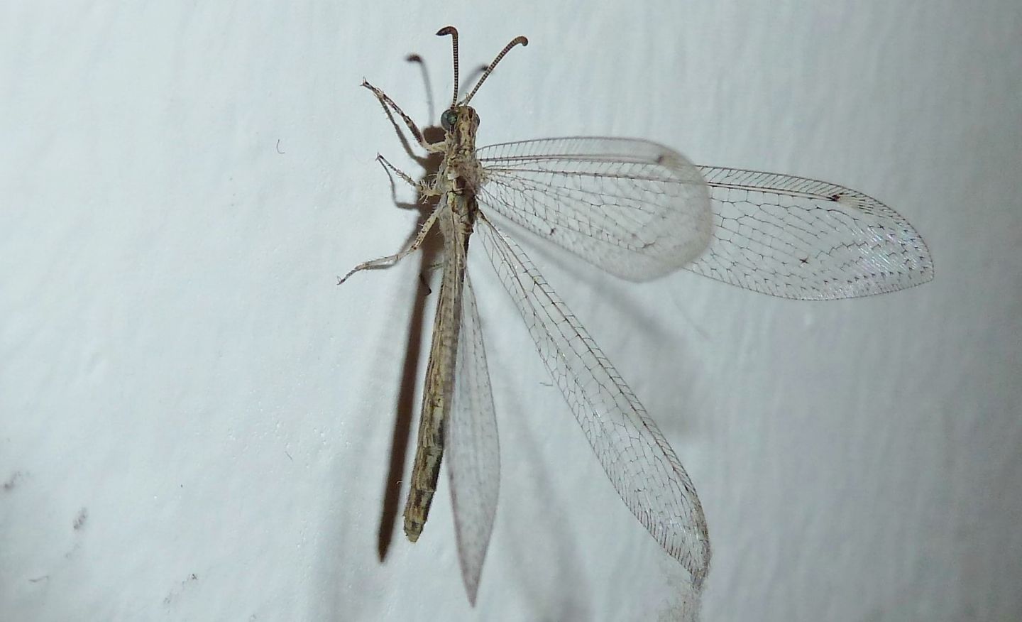 Neuroleon arenarius,  femmina (Myrmeleontidae)