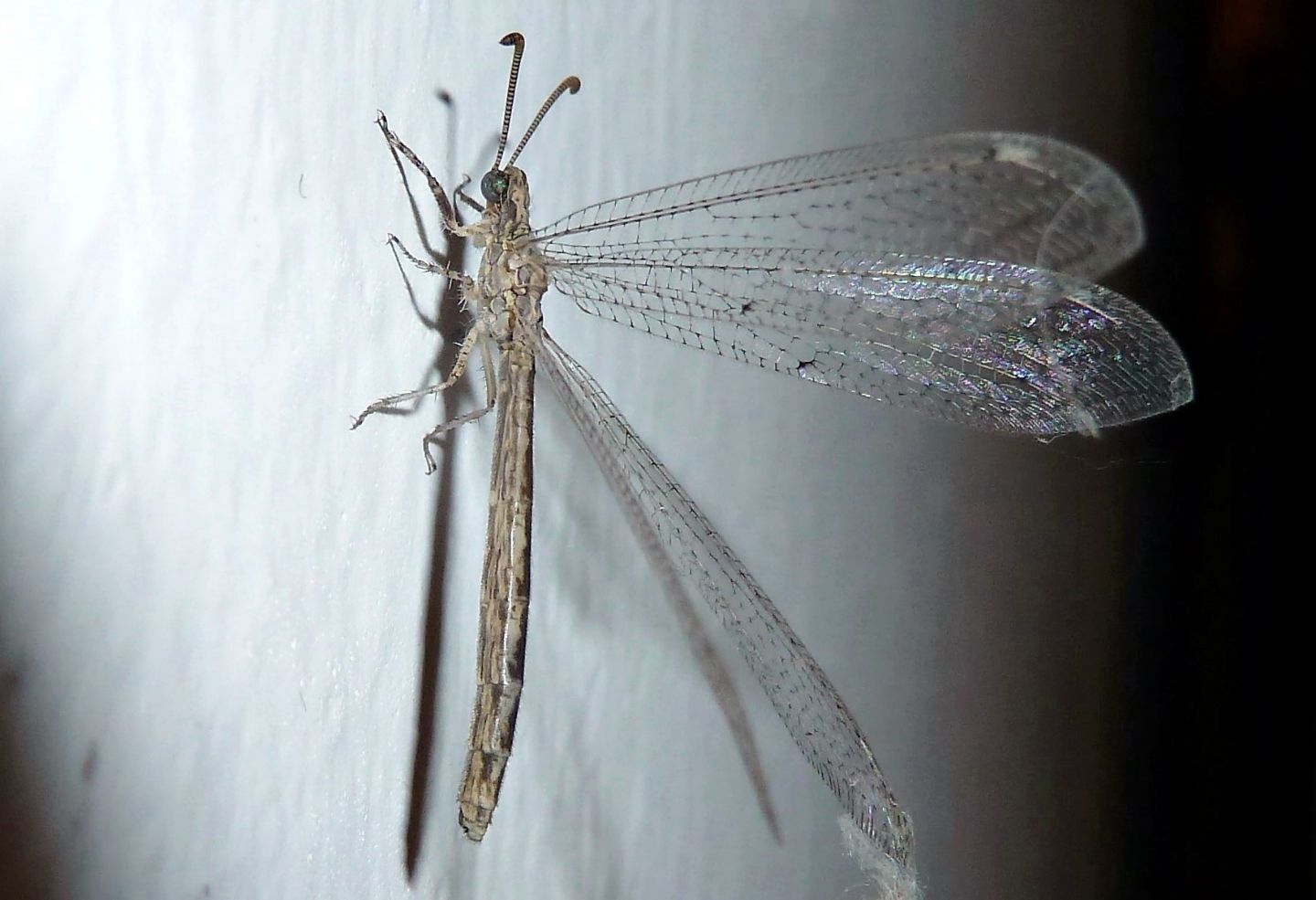 Neuroleon arenarius,  femmina (Myrmeleontidae)
