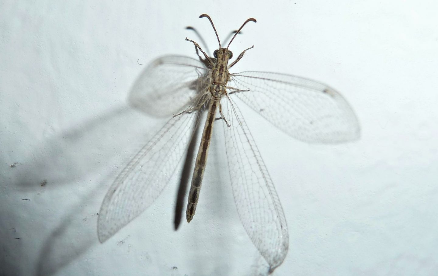 Neuroleon arenarius,  femmina (Myrmeleontidae)