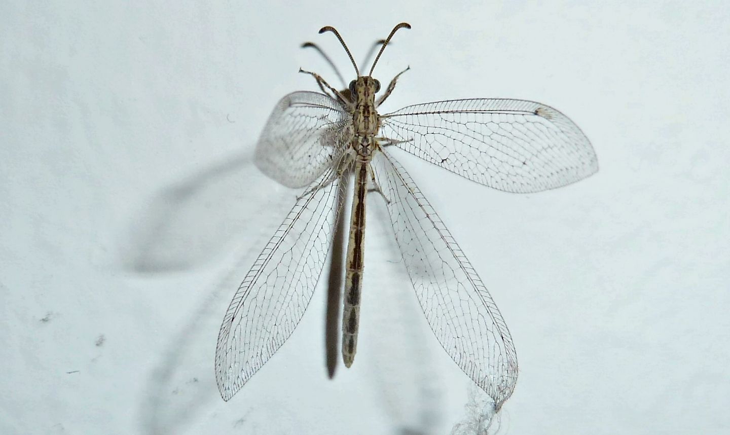 Neuroleon arenarius,  femmina (Myrmeleontidae)