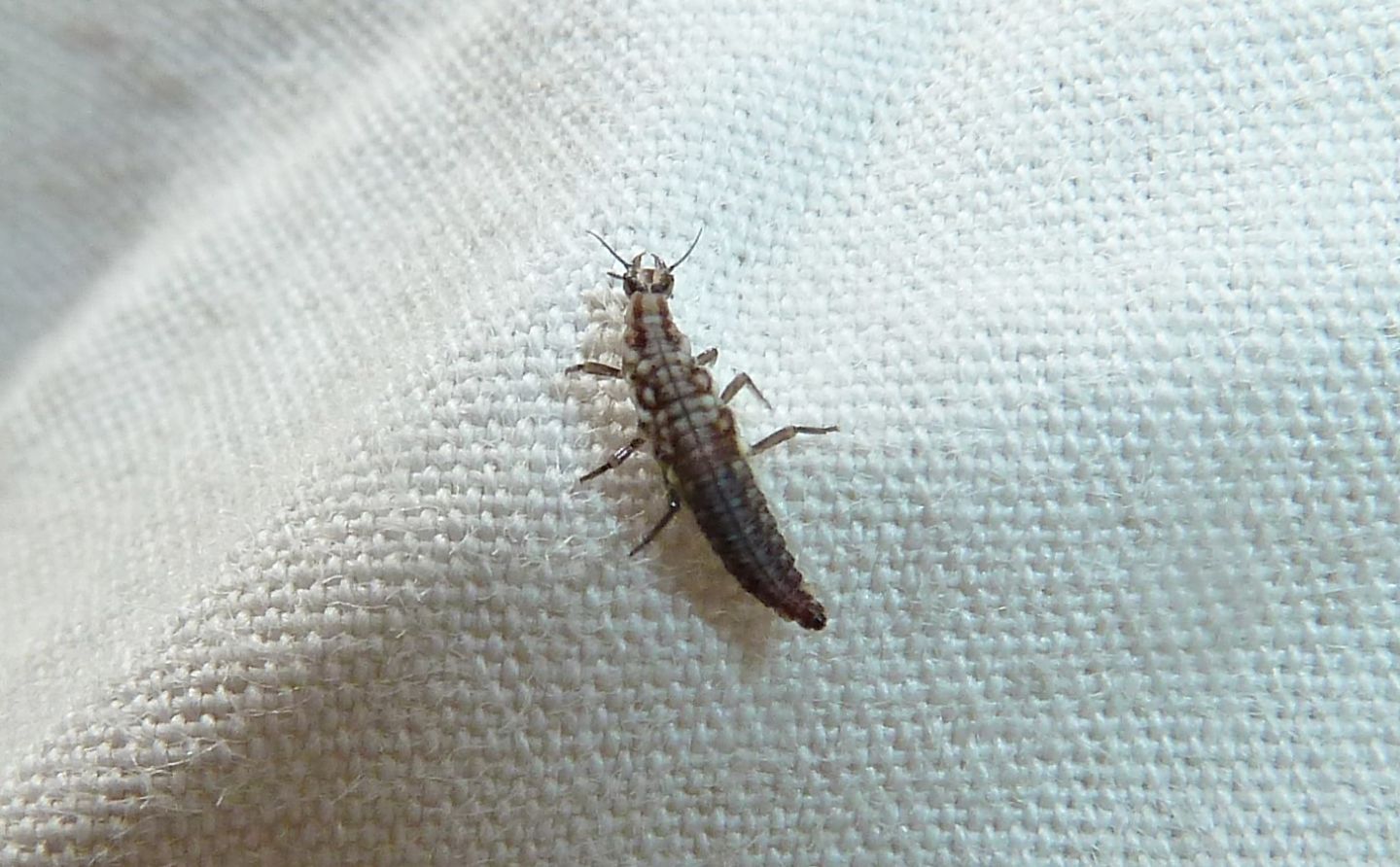 Larva di Hemerobiidae da identificare