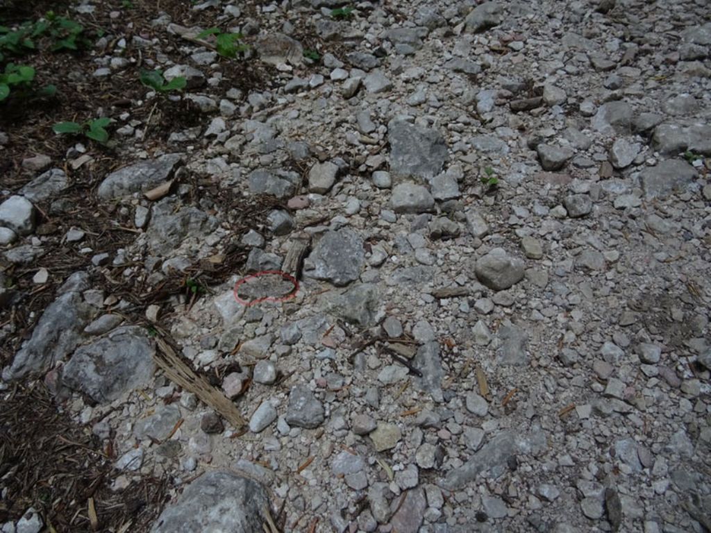 da trovare....e da determinare (cfr: Alcis repandata)