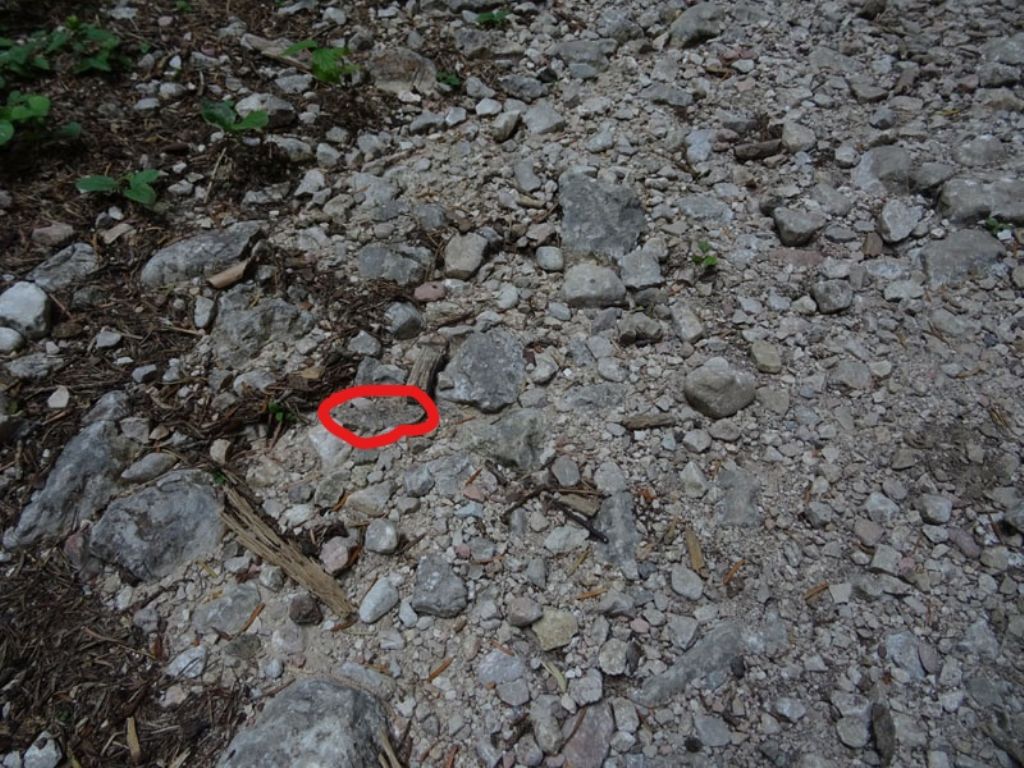 da trovare....e da determinare (cfr: Alcis repandata)