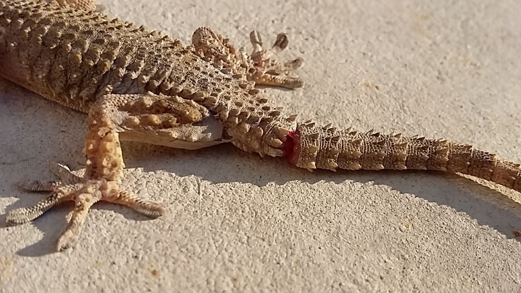 Una domanda sul geco URGENTE