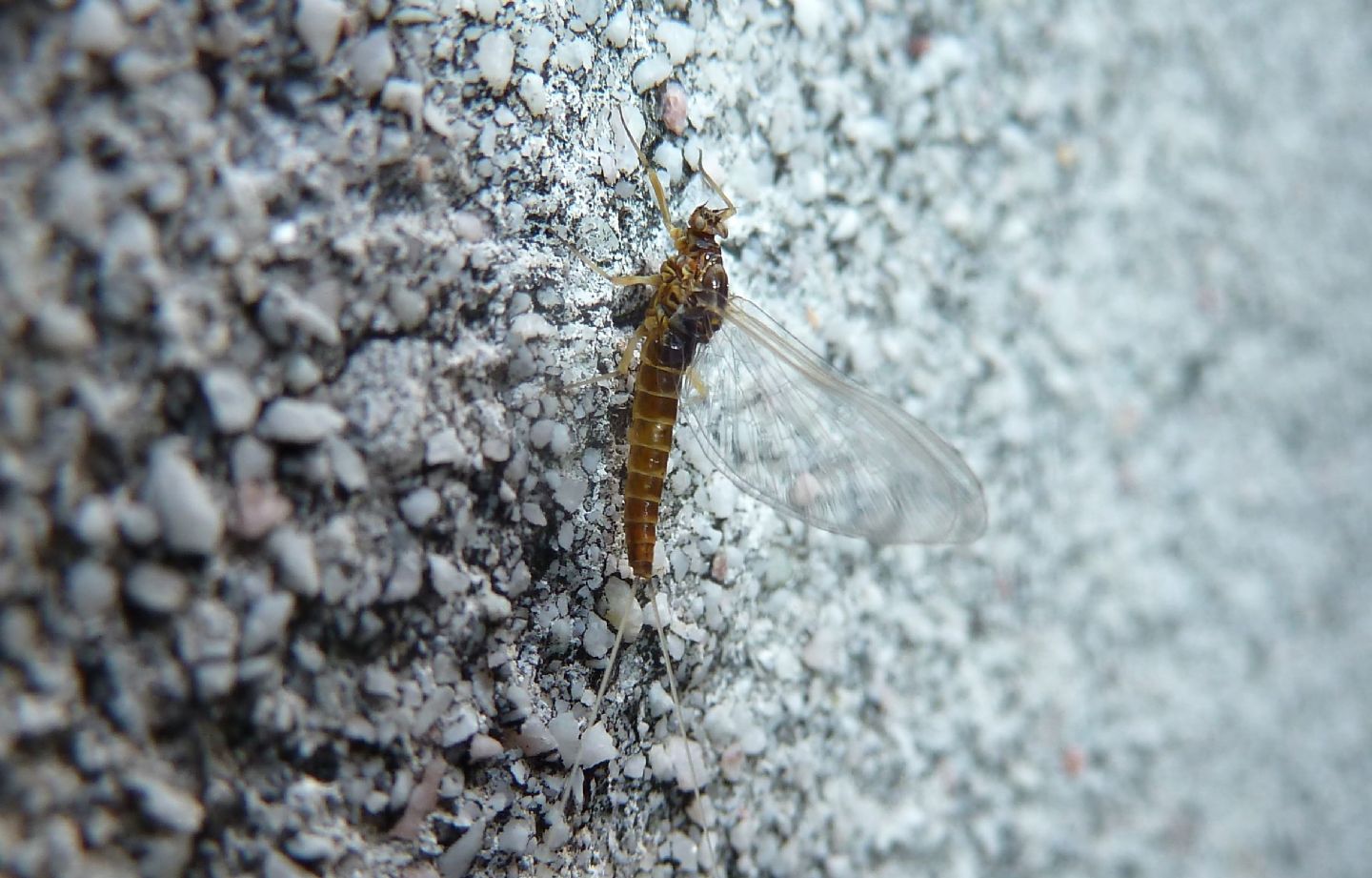 femmina di Baetis sp.