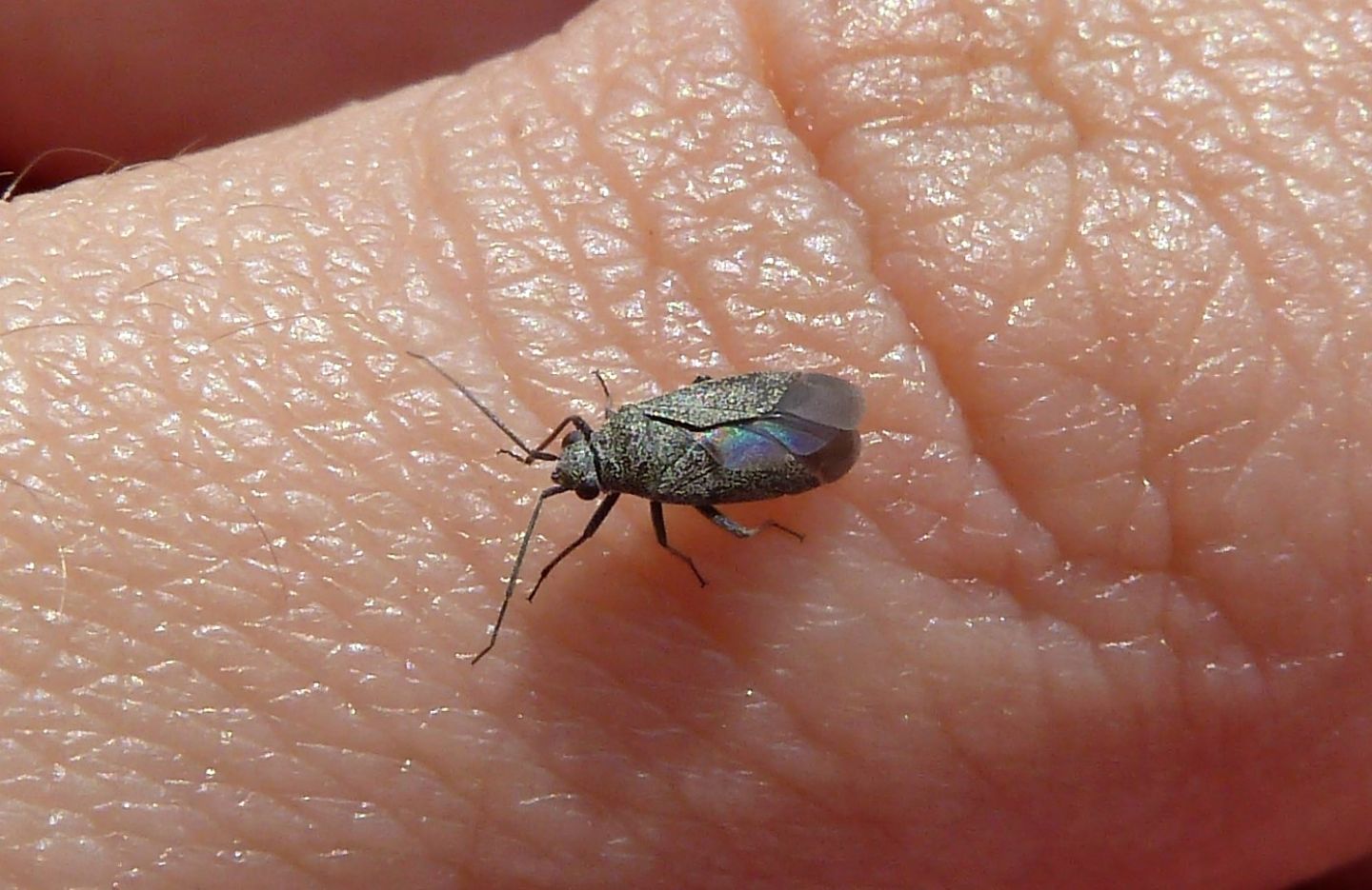 Miridae: Heterocordylus tibialis, maschio