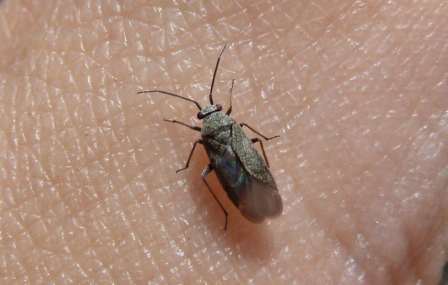 Miridae: Heterocordylus tibialis, maschio