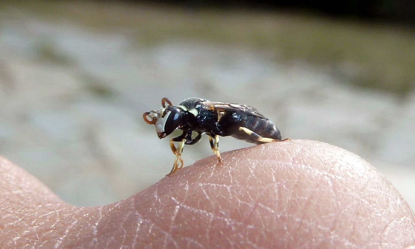 Hylaeus (Prosopis) variegatus, maschio (Apidae Colletinae)