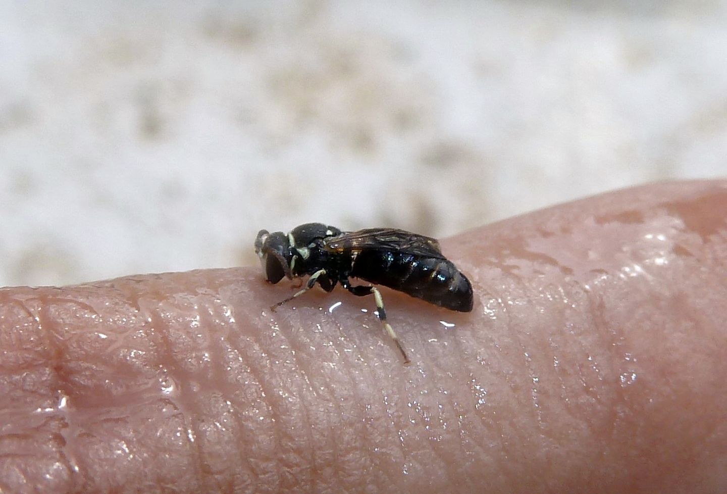 Hylaeus (Prosopis) variegatus, maschio (Apidae Colletinae)