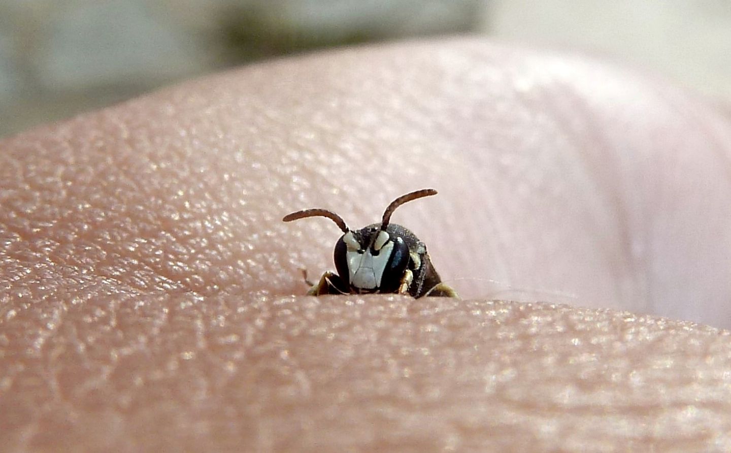 Hylaeus (Prosopis) variegatus, maschio (Apidae Colletinae)