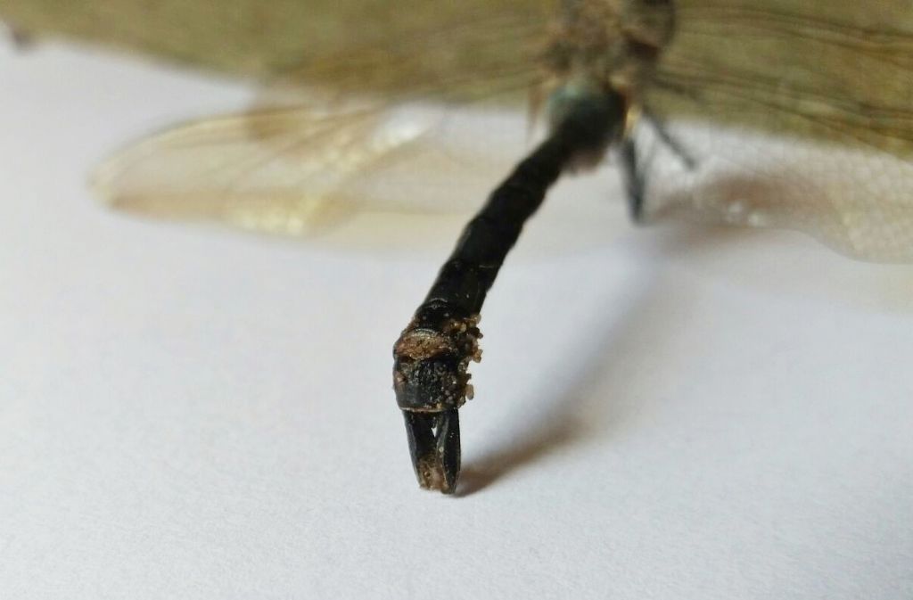 Anax parthenope morto