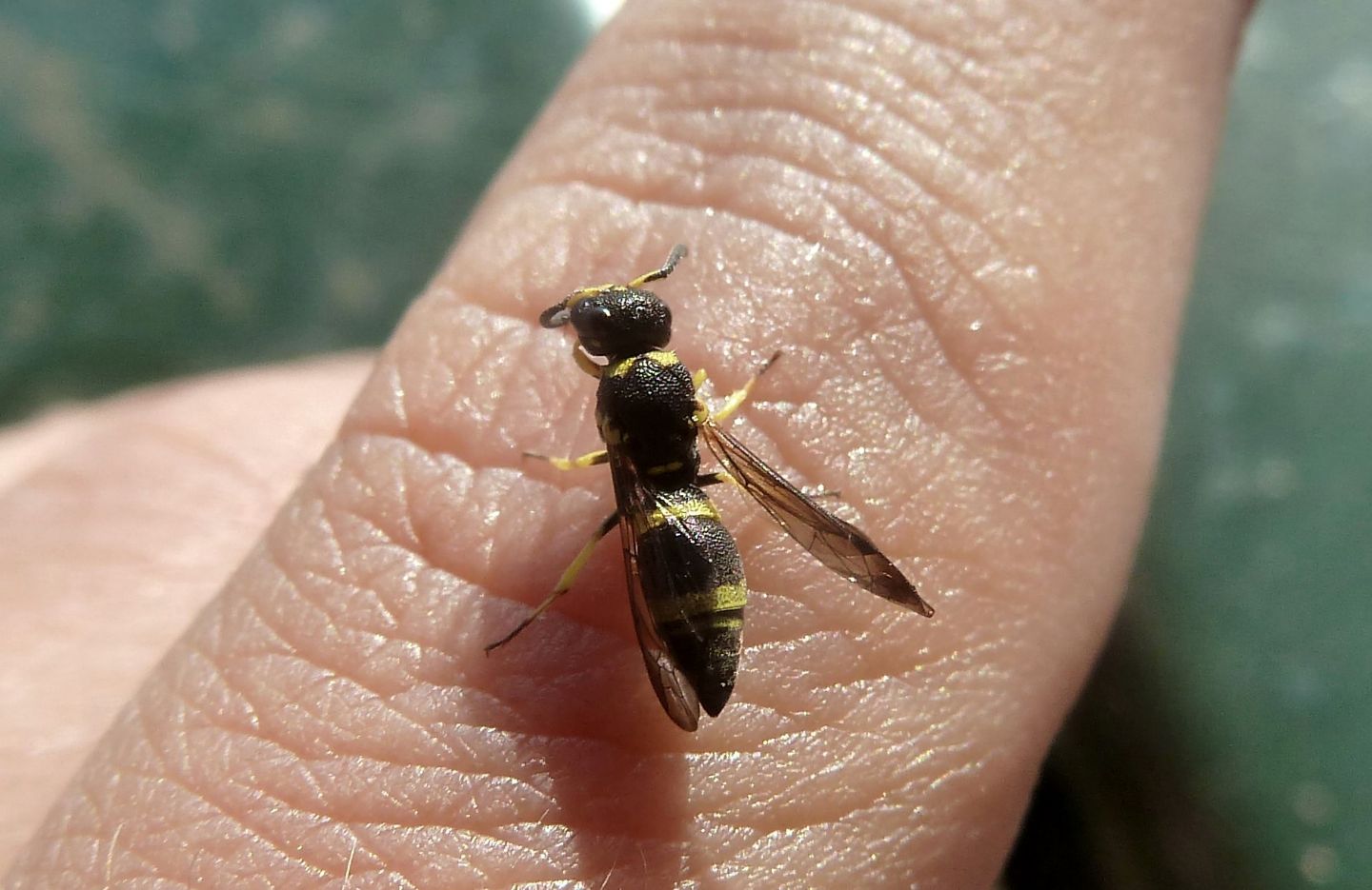 Ancistrocerus sp. (Vespidae Eumeninae)? No, cfr. Stenodynerus sp.