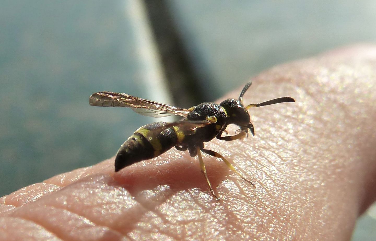 Ancistrocerus sp. (Vespidae Eumeninae)? No, cfr. Stenodynerus sp.