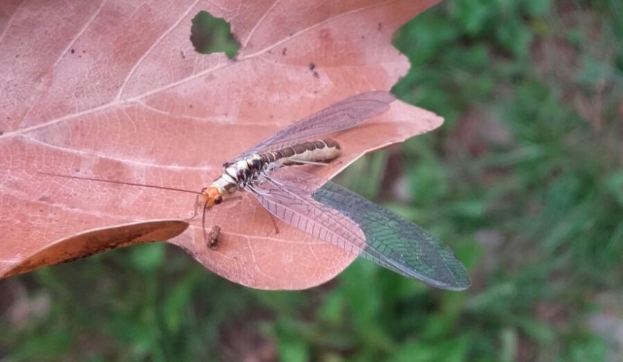 Chrysopidae dal Trentino - Nothochrysa fulviceps