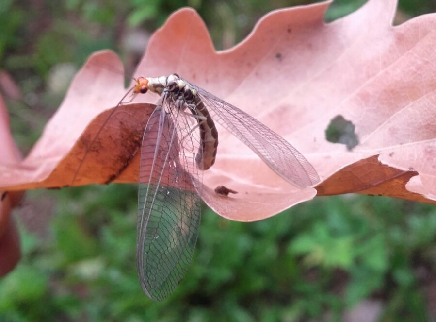 Chrysopidae dal Trentino - Nothochrysa fulviceps