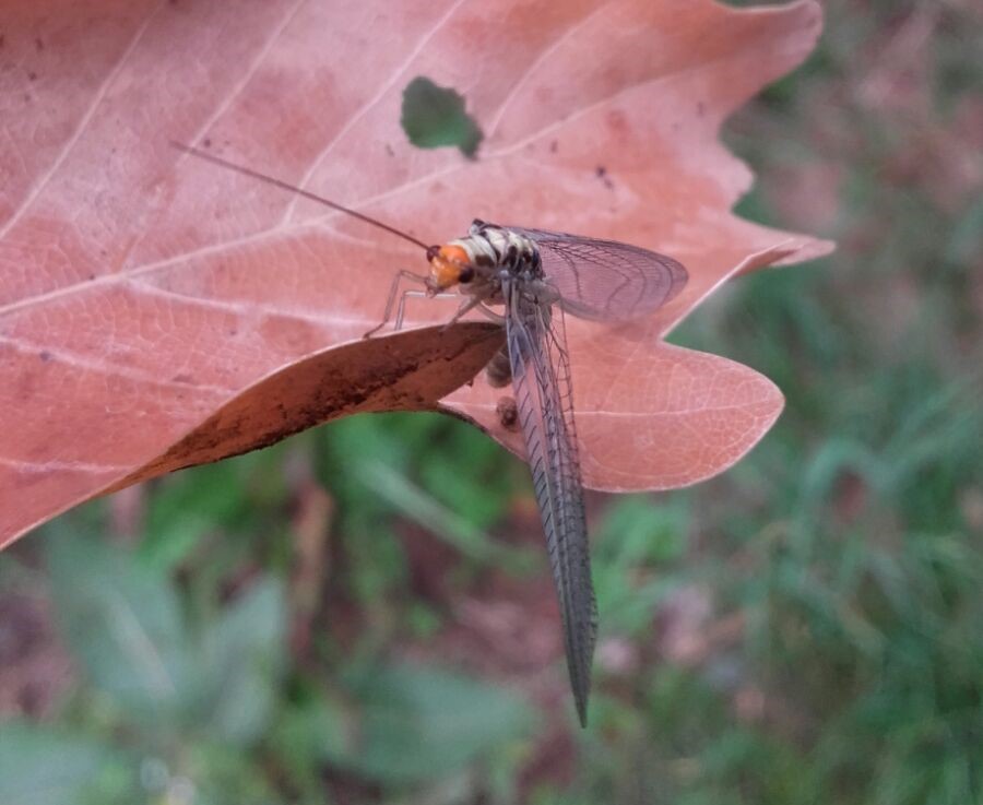 Chrysopidae dal Trentino - Nothochrysa fulviceps