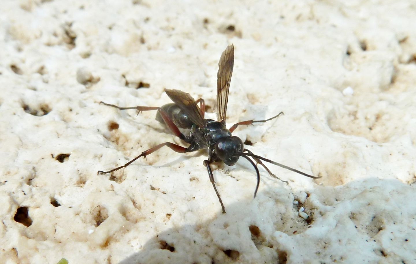 Pompilidae da id. - Agenioideus sp.