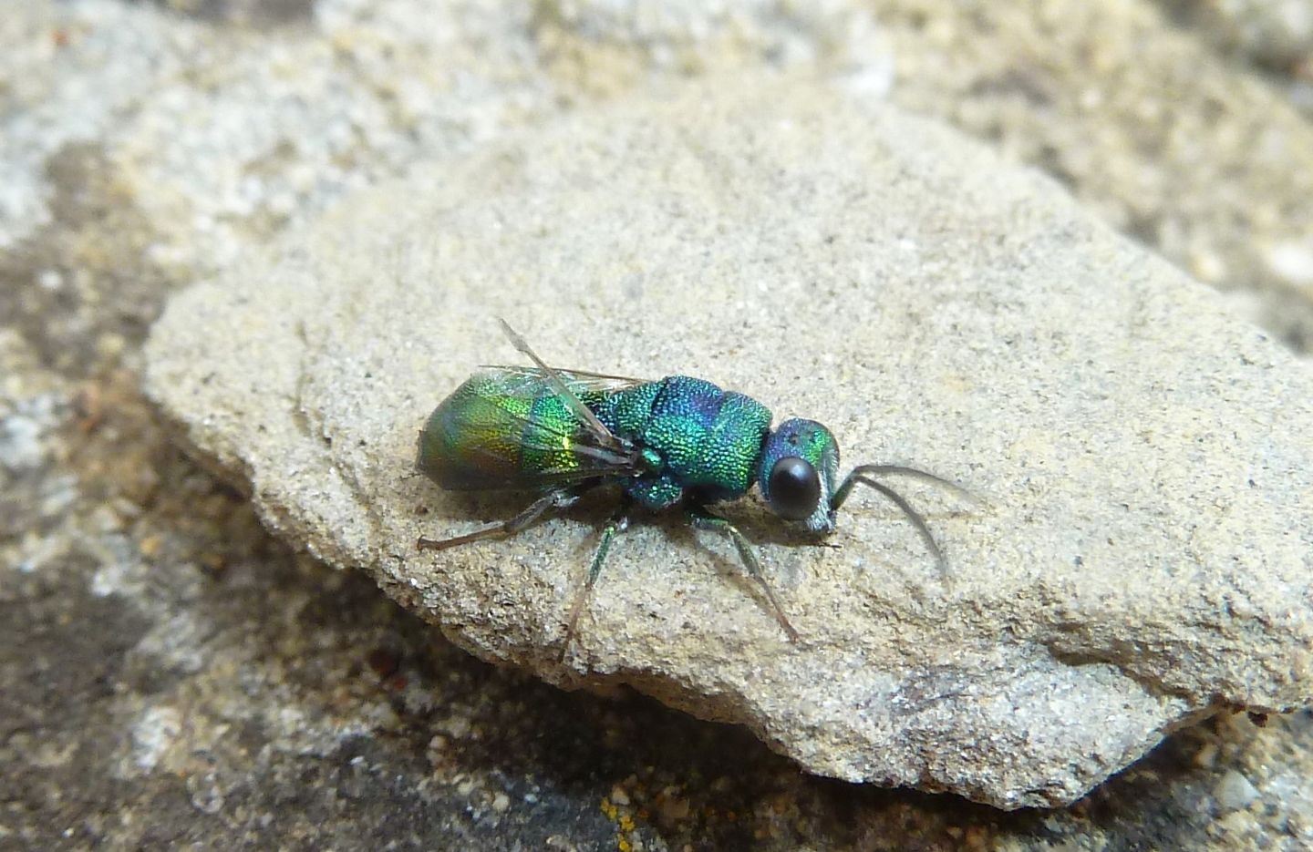 Due Chrysididae da id. - Chrysis marginata aliunda e Chrysis grohmanni krkiana