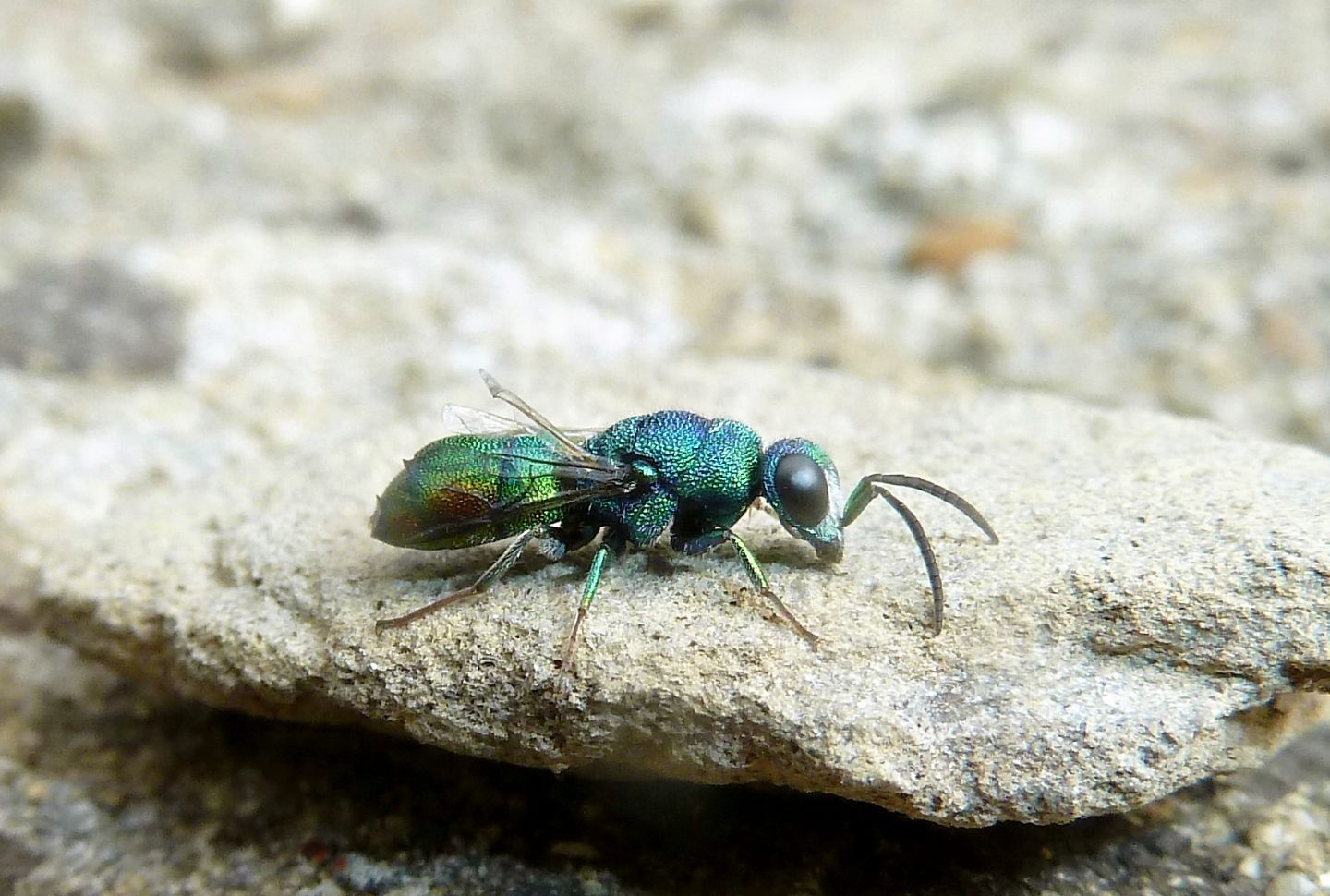 Due Chrysididae da id. - Chrysis marginata aliunda e Chrysis grohmanni krkiana