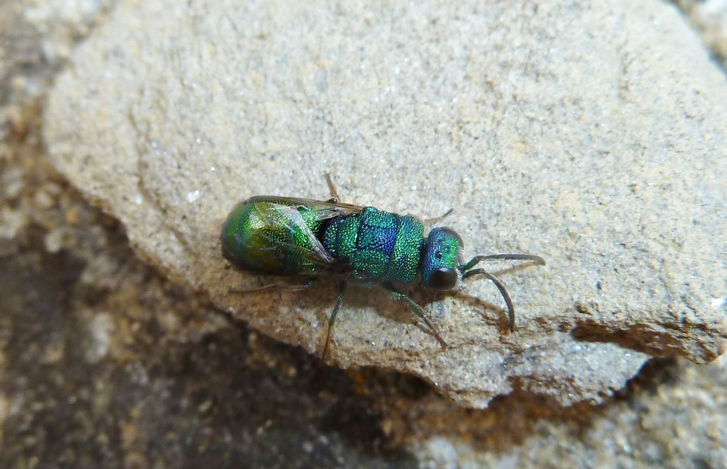 Due Chrysididae da id. - Chrysis marginata aliunda e Chrysis grohmanni krkiana