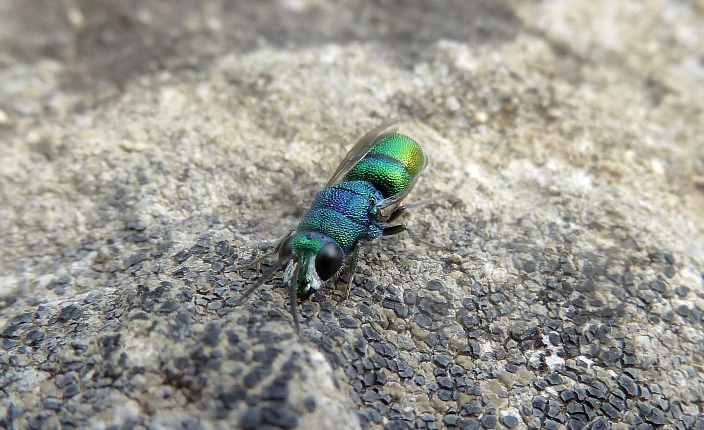 Due Chrysididae da id. - Chrysis marginata aliunda e Chrysis grohmanni krkiana