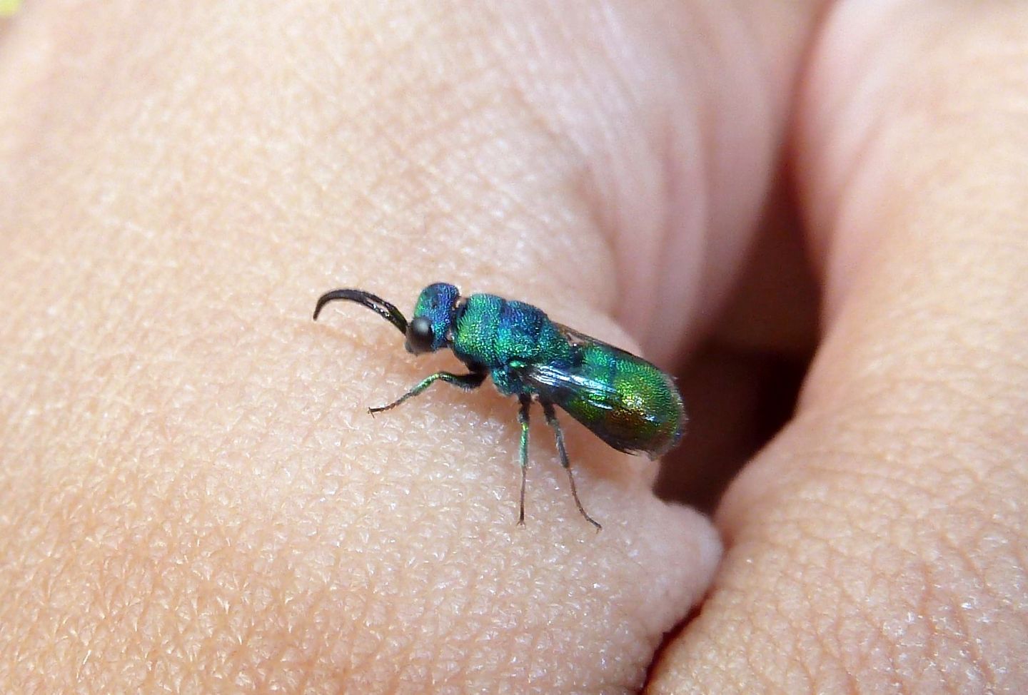Due Chrysididae da id. - Chrysis marginata aliunda e Chrysis grohmanni krkiana