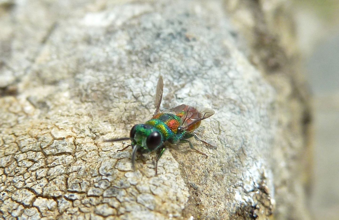 Due Chrysididae da id. - Chrysis marginata aliunda e Chrysis grohmanni krkiana