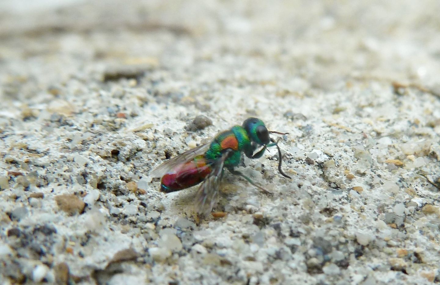 Due Chrysididae da id. - Chrysis marginata aliunda e Chrysis grohmanni krkiana