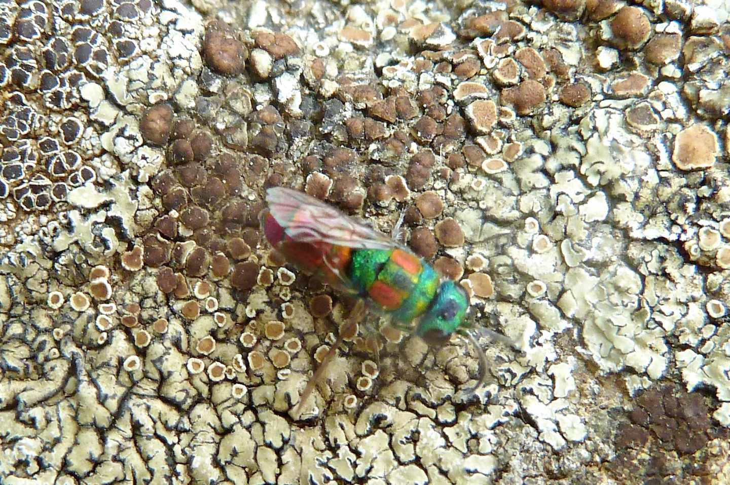 Due Chrysididae da id. - Chrysis marginata aliunda e Chrysis grohmanni krkiana