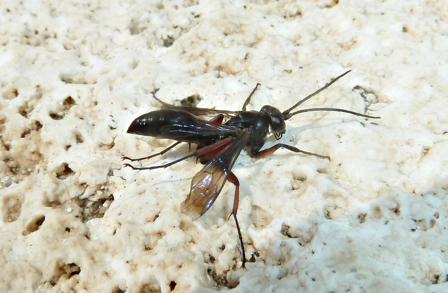 Pompilidae da id. - Agenioideus sp.