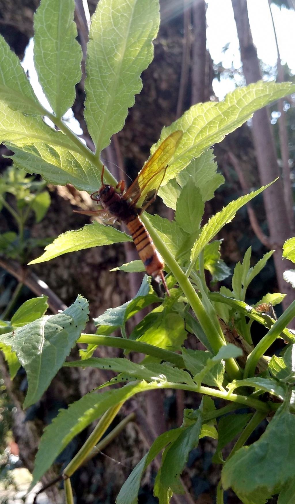 Tremex fuscicornis (Siricidae)