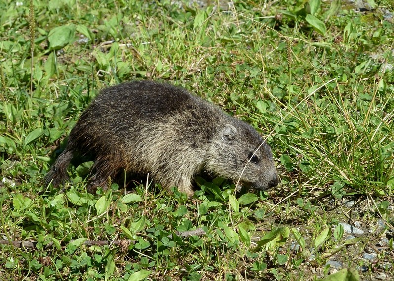 Marmotte della Val Tartano (SO)