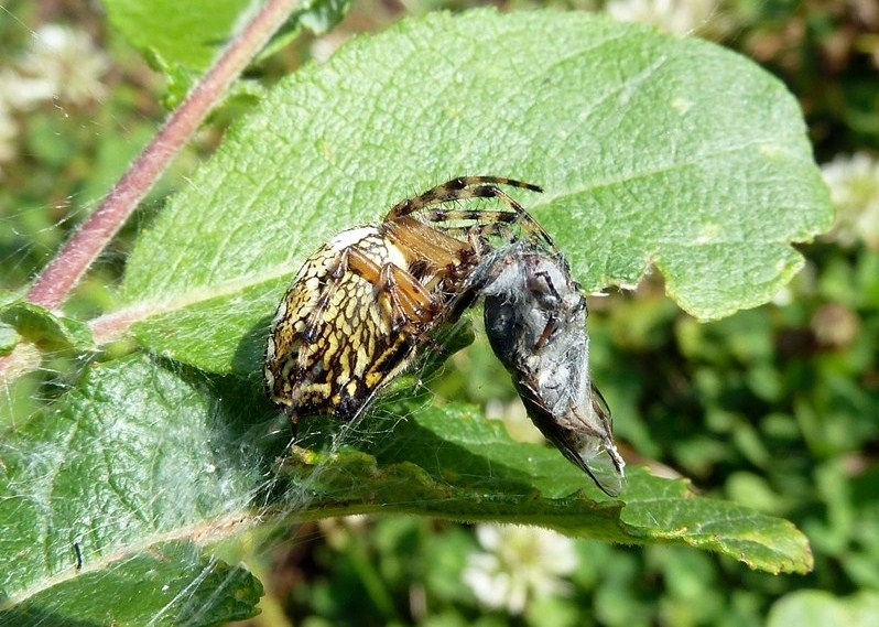 Aculepeira ceropegia - Val Tartano (SO)