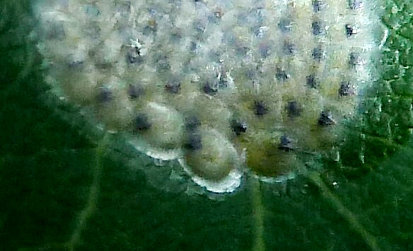 Ovatura da identificare - Tortricidae