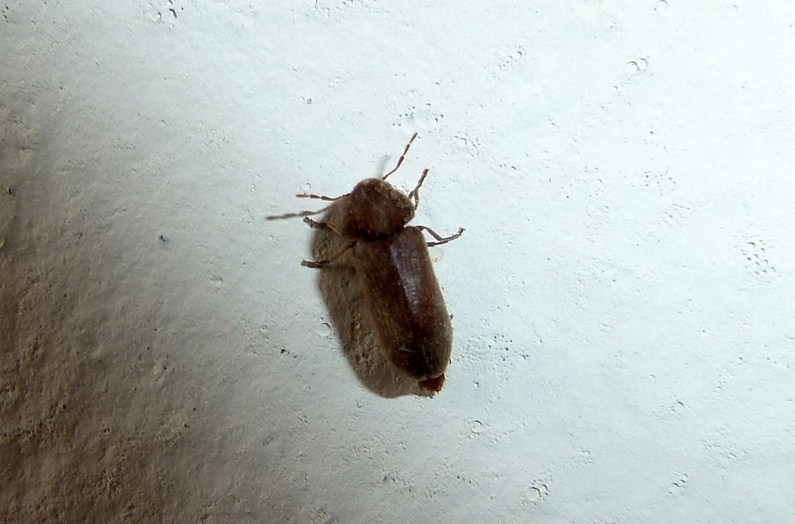 Oligomerus sp., Anobiidae