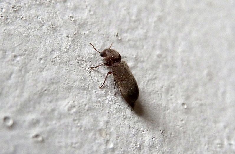 Oligomerus sp., Anobiidae