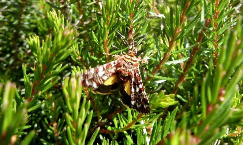 Ciclo vitale: Anarta (Anarta) myrtilli, Noctuidae