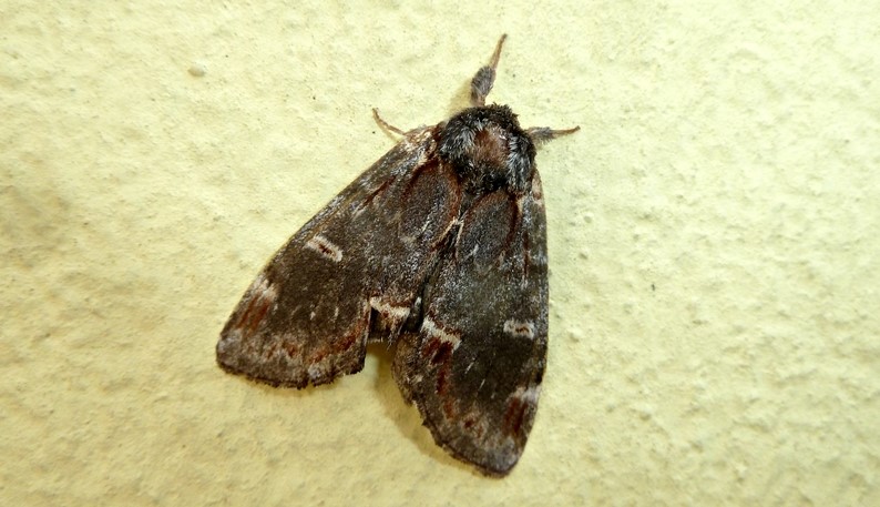 Notodonta dromedarius, Notodontidae