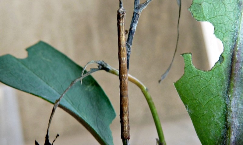 Ciclo vitale: Peribatodes rhomboidaria (Geometridae)