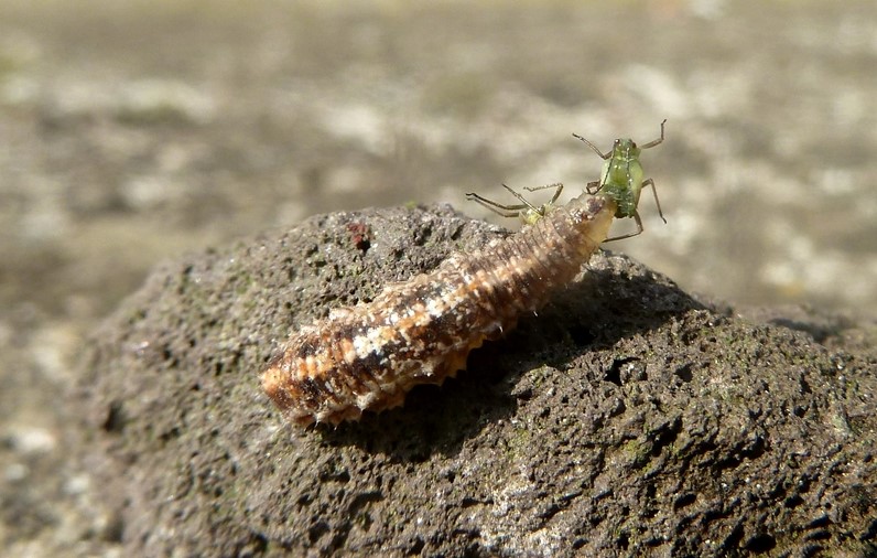 Larva, pupario, adulto: Scaeva dignota? ....Scaeva selenitica