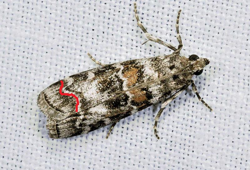 Pyralidae - Dioryctria abietella