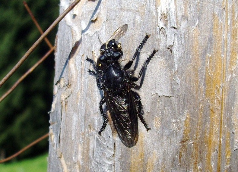 Galleria di insetti predatori e loro prede